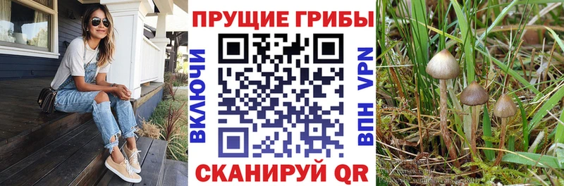 Псилоцибиновые грибы Psilocybe  Бузулук 